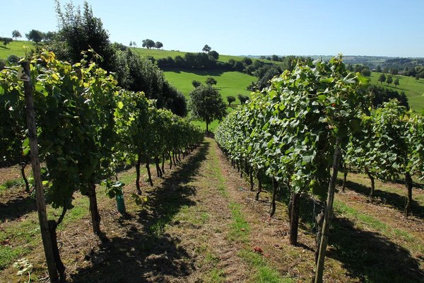 Vignes