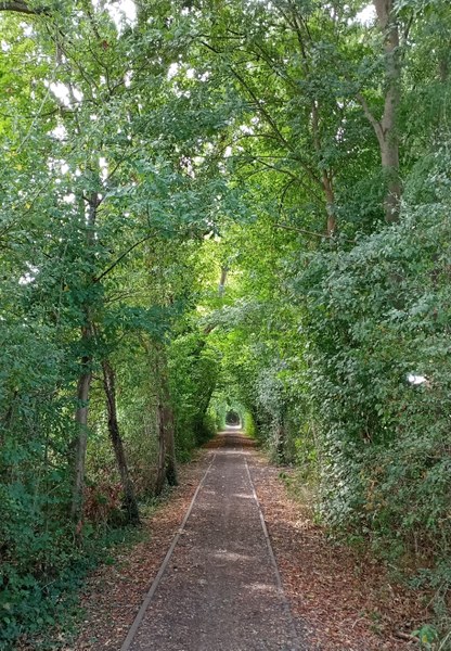 Sous bois Mortroux (2)