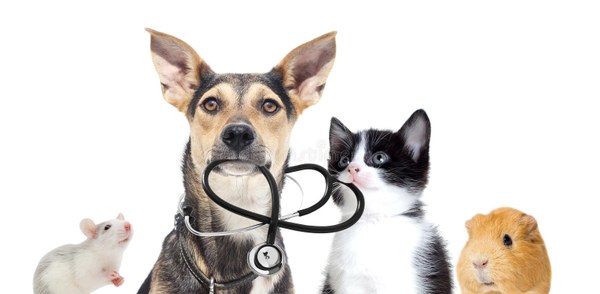 Animaux public défavorisés 2